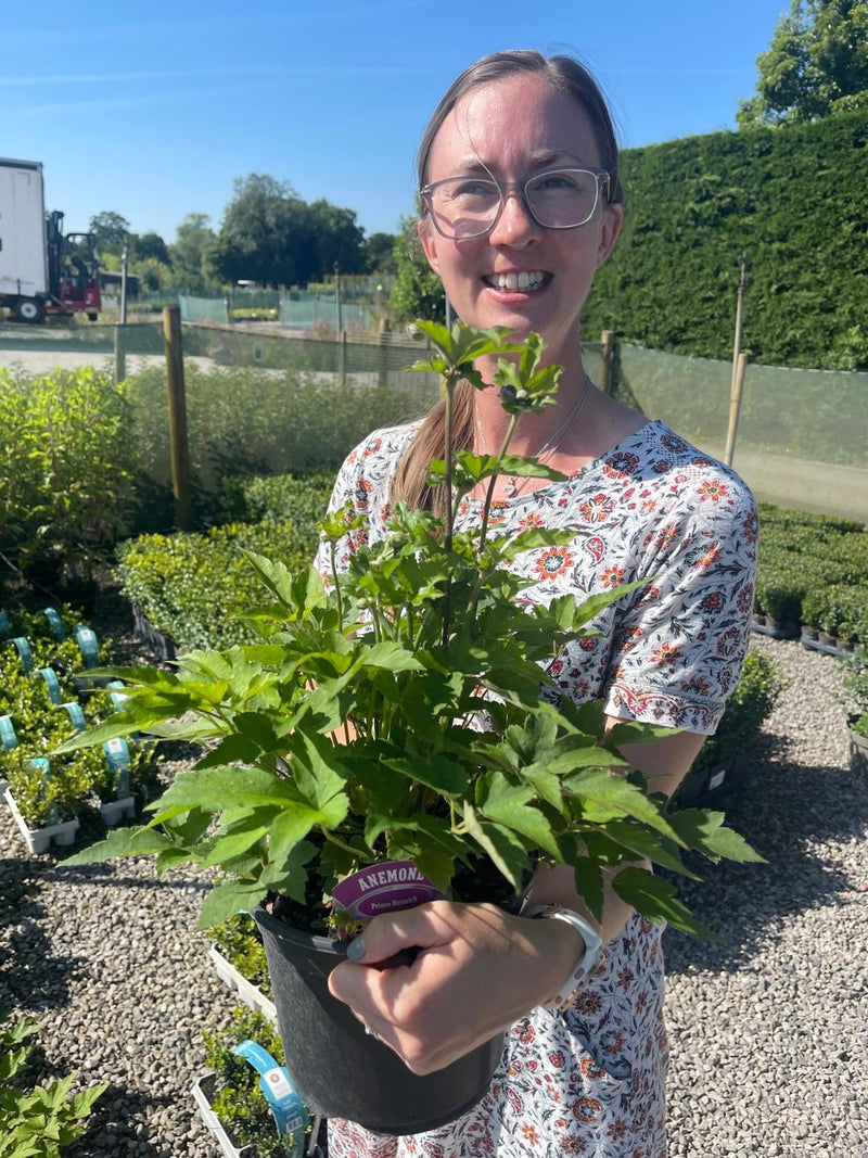 Anemone hupe Prinz Heinrich 2 Litre Pot