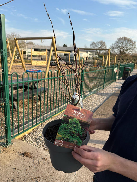 Acer Palmatum Osakazuki 4 Litre Pot 40/60cm Tall