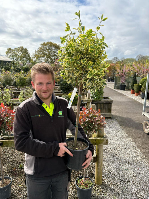 Euonymus japonicus Bravo 7 Litre 1/4 Standard