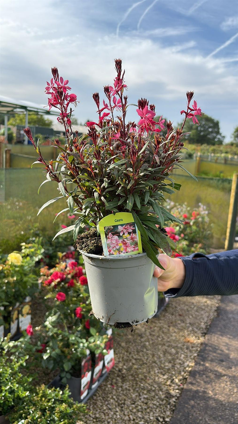 Gaura Pink 1.5 Litre Pot