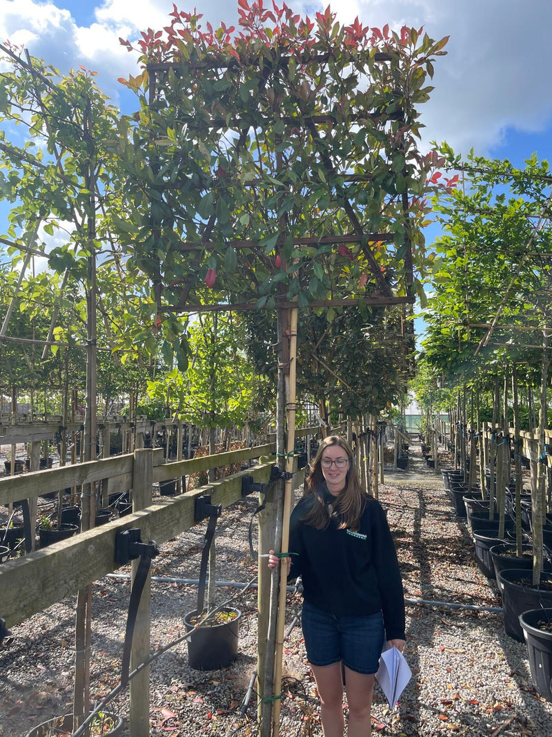 Photinia Red Robin Pleached Standard 200cm ST 120x120cm Special
