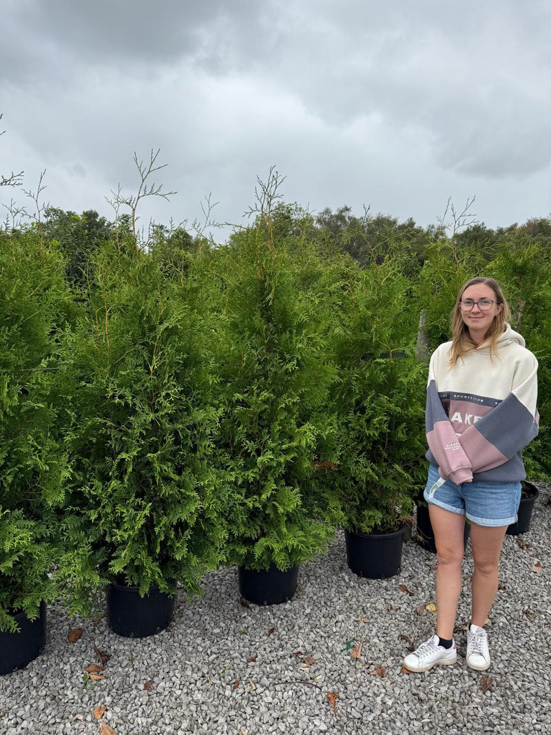 Thuja Brabant 160/180cm 30 Litre