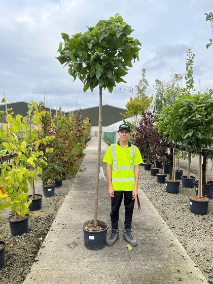 Catalpa Bignionoides Nana Standard 55 Litre Pot