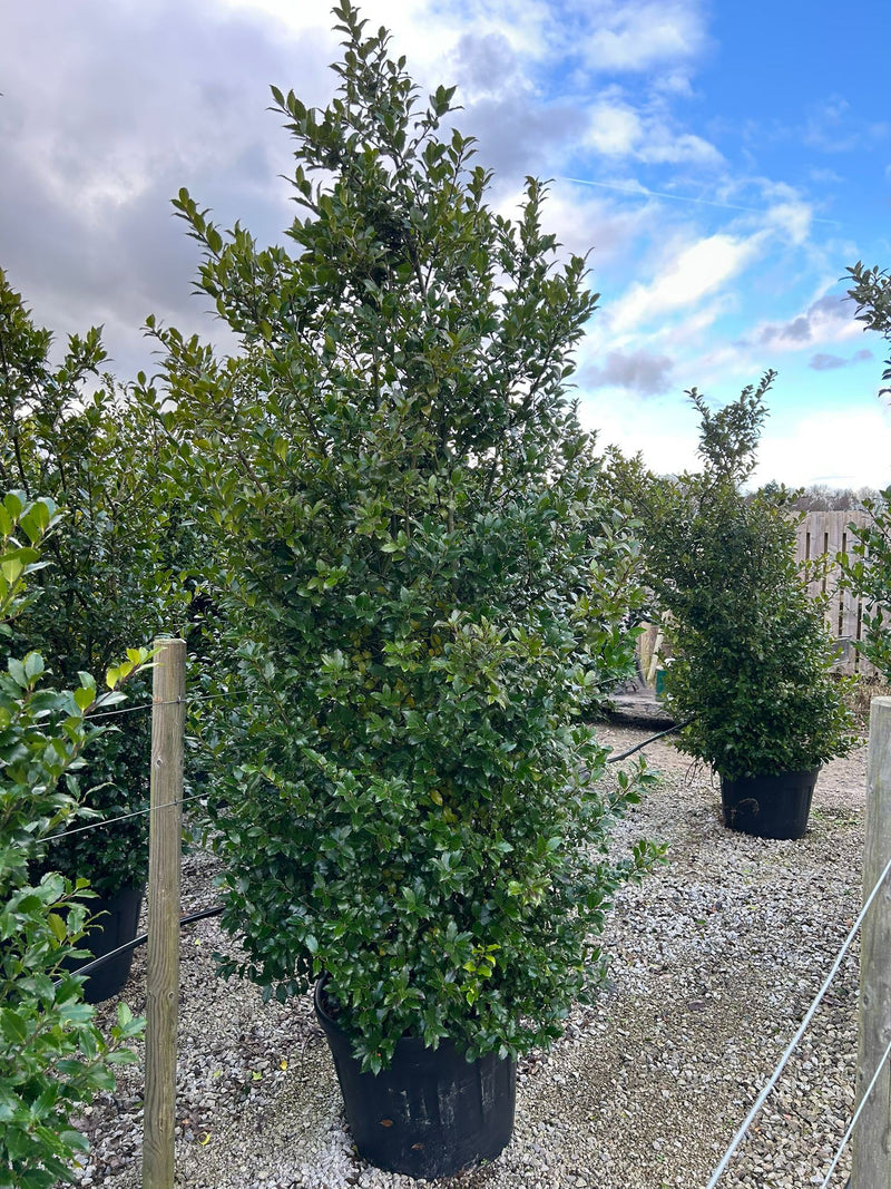 Ilex Meserveae Blue Prince Specimen 200/225cm