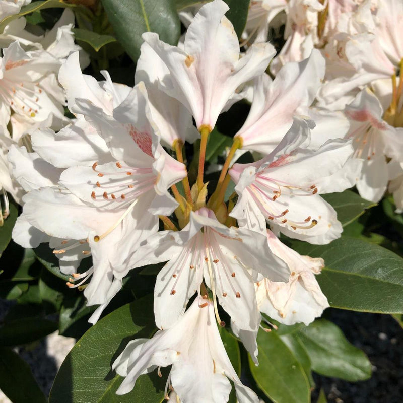 Rhododendron Hybrid Cunninghams White 25 Litre Pot 90-100cm Wide