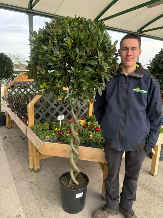 Laurus Nobilis 1/2 Standard 15 Litre Pot 100cm Platted Stem 70cm Head