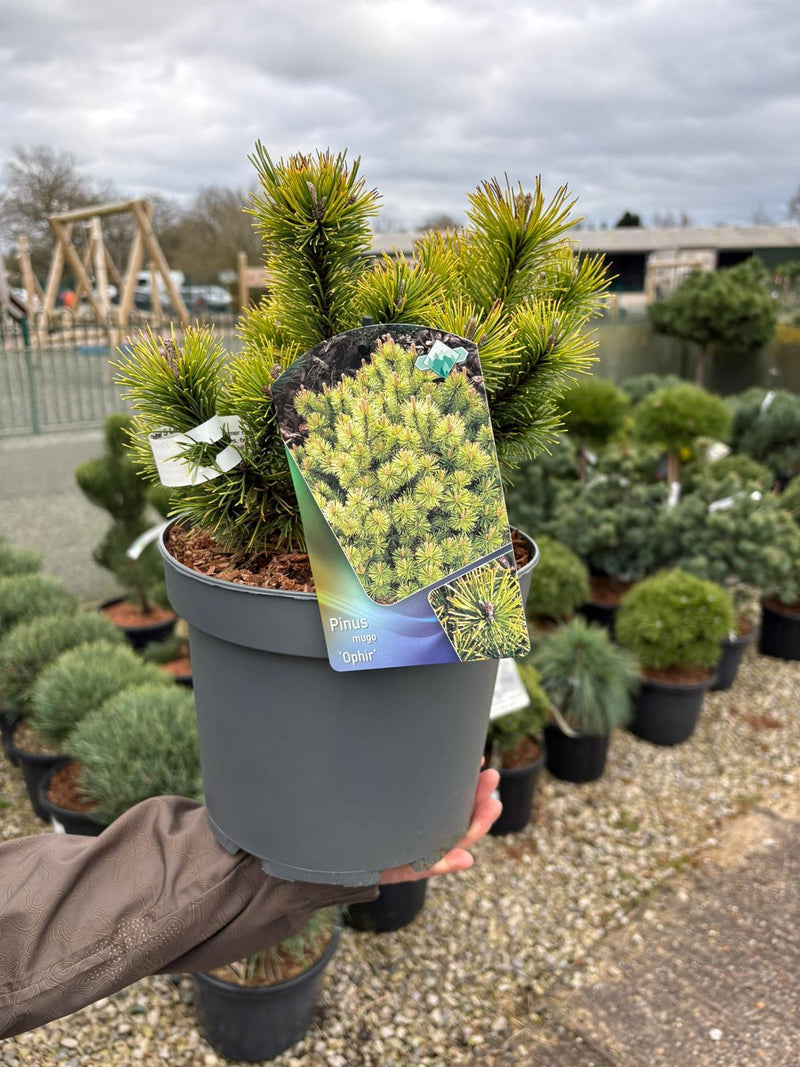 Pinus Mugo Ophir 5 Litre Pot