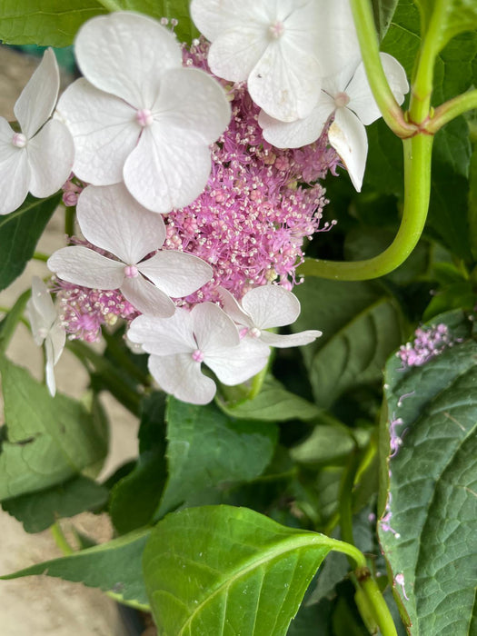 Hydrangea Bluebird 20 Litre Pot 60/80cm