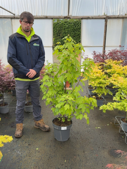 Acer Rubrum Red Sunset 12 Litre Pot 125/150cm