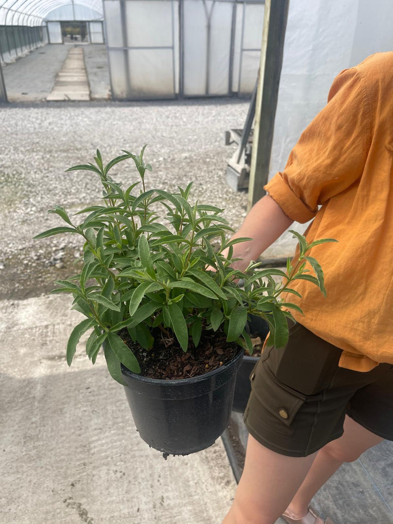 Cistus Purpureus Alan Fradd 3 Litre Pot