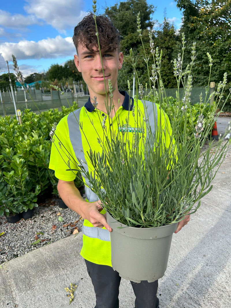 Lavender Angustifolia Alba 5 Litre Pot