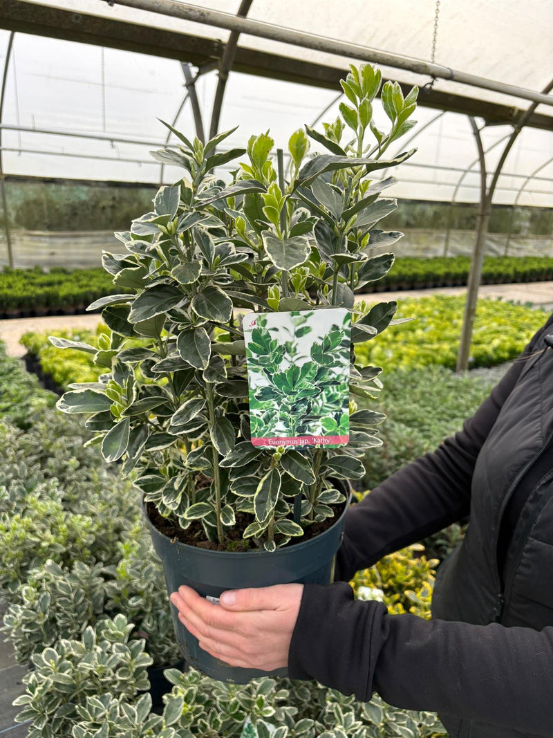 Euonymus Japonicus Kathy 5 Litre Pot