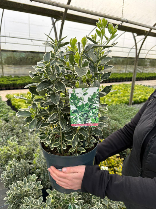 Euonymus Japonicus Kathy 5 Litre Pot