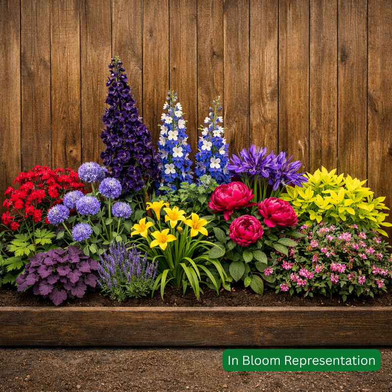 Summer Colour Boost Planter/Border Pack (9 Plants)