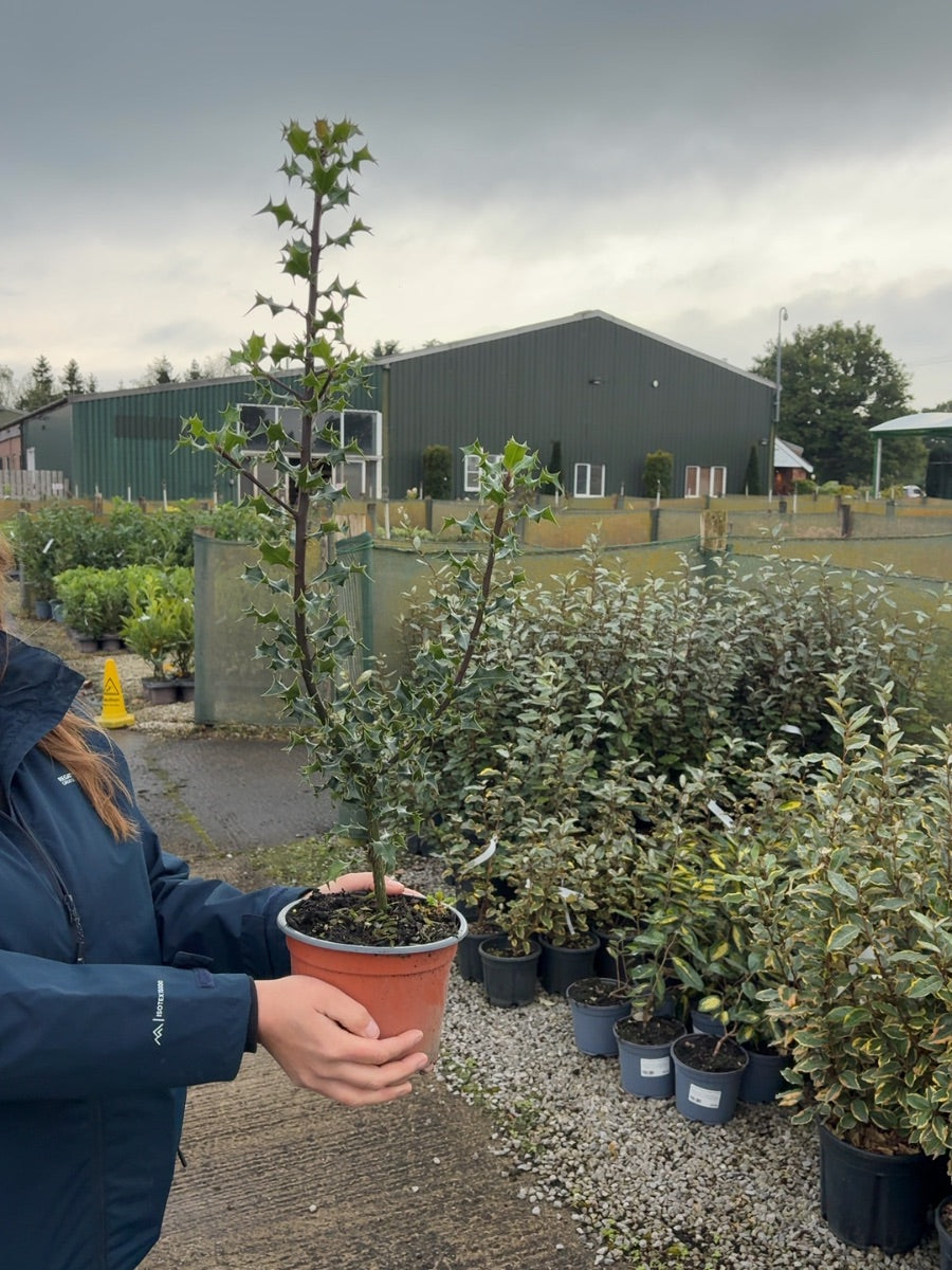 Holly Hedging - Ilex Aquifolium 2 Litre Pot 50-60cm