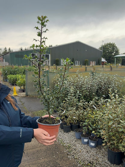 Holly Hedging - Ilex Aquifolium 2 Litre Pot 50-60cm