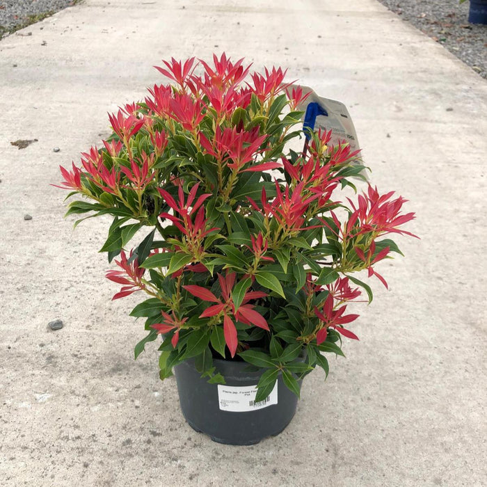 Pieris japonica Forest Flame 4.5 Litre Pot