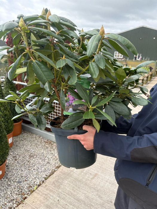 Rhododendron Hybr.Bernstein II 12 Litre Pot Delivery March