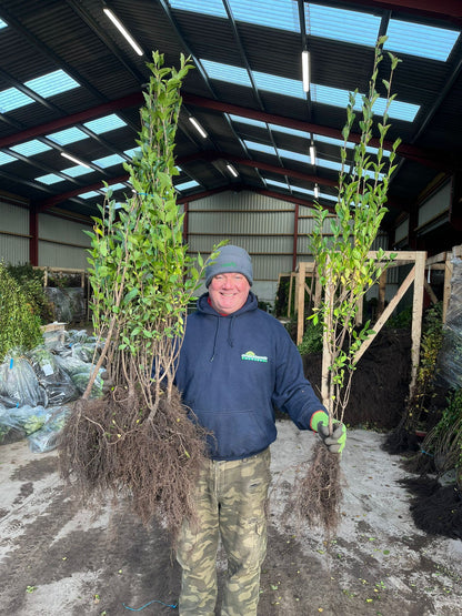 Big Deal Green Privet Bare Root 80/100cm x 200 Delivery from November