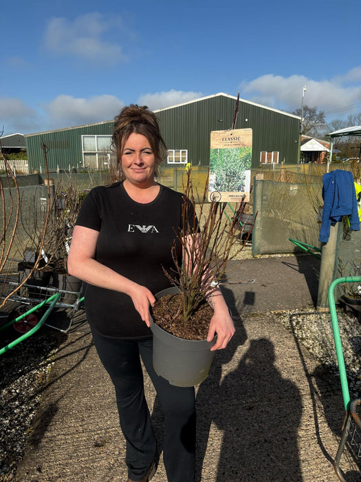 Amelanchier aln. Obelisk 12 Litre Pot