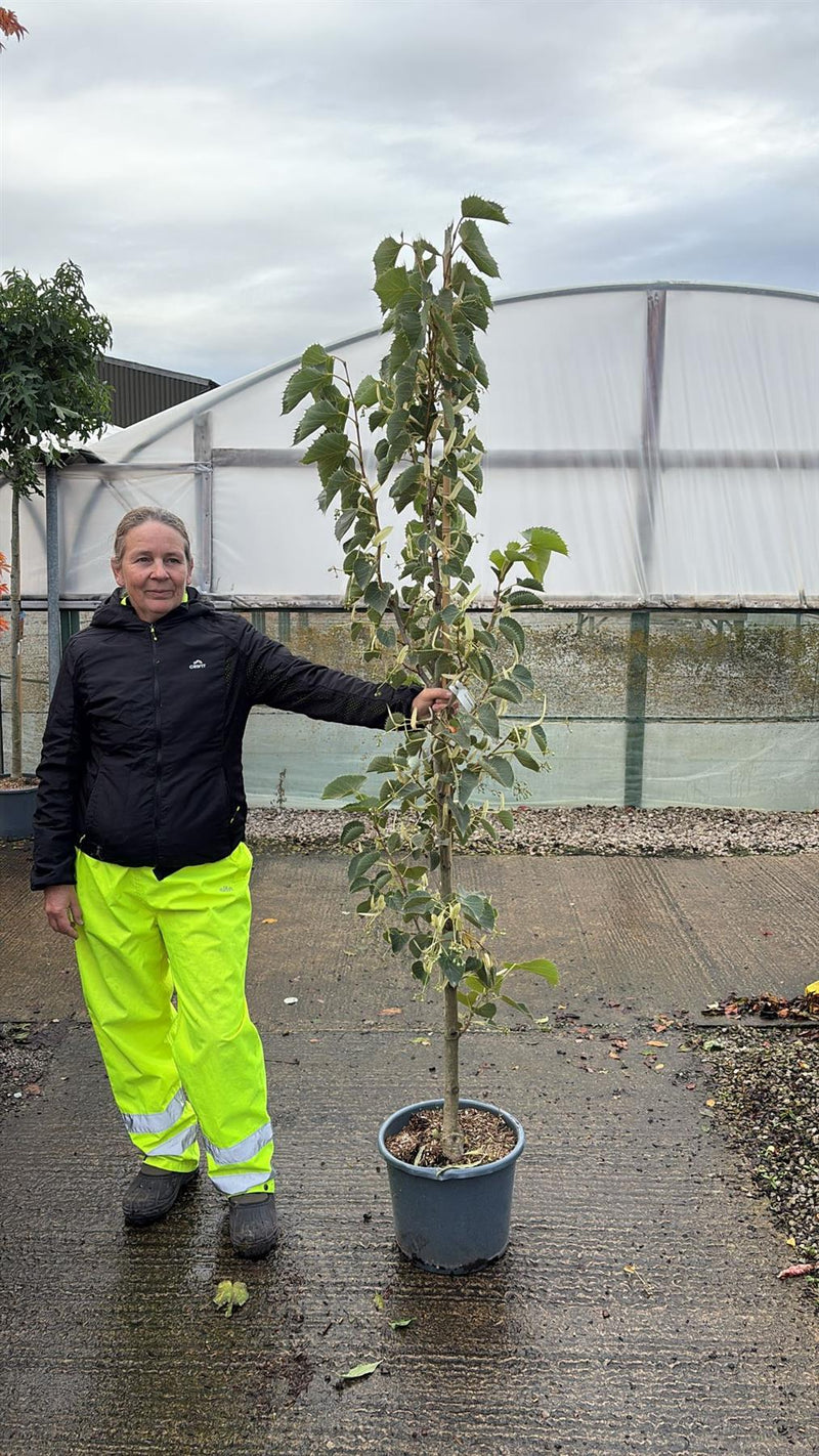 Tilia Henryana 15 Litre Pot