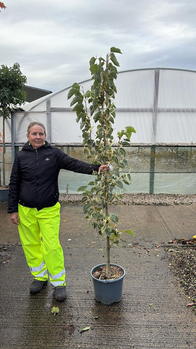Tilia Henryana 15 Litre Pot