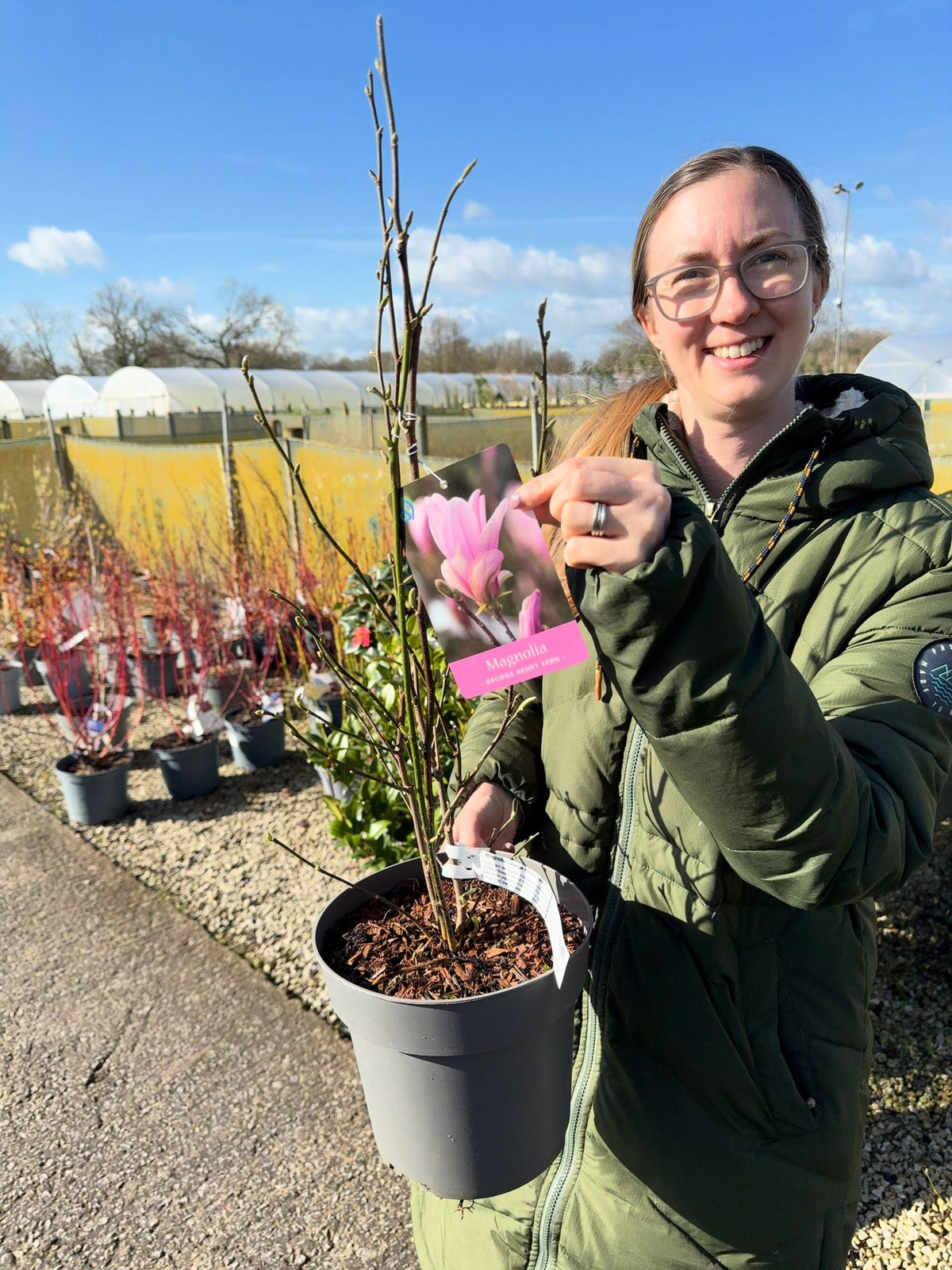 Magnolia George Henry Kern 4 Litre Pot