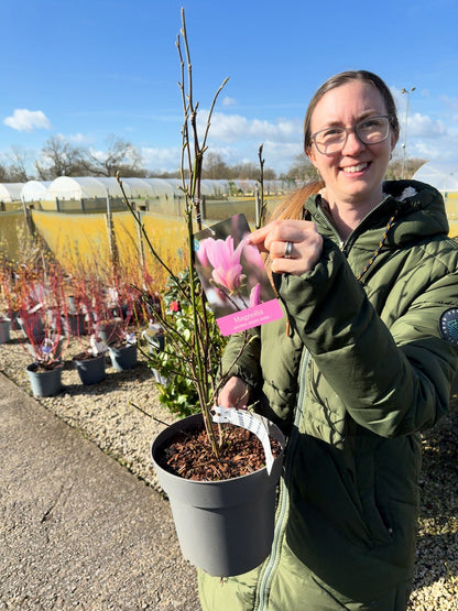 Magnolia George Henry Kern 4 Litre Pot