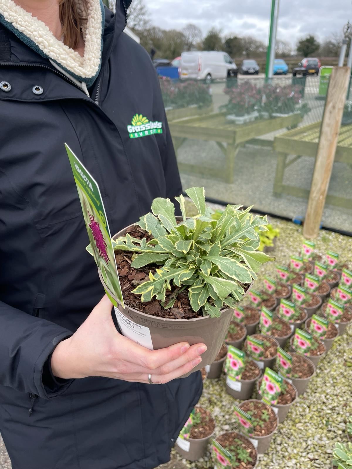 Sanguisorba Proud Mary 2 Litre Pot