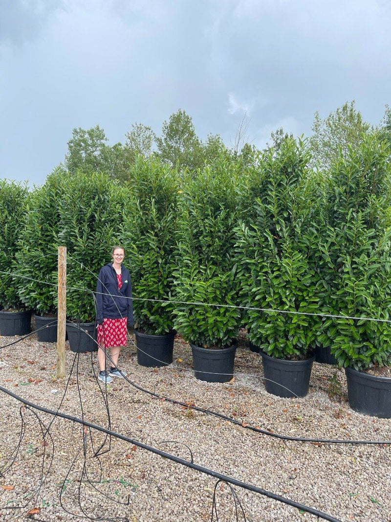 Cherry Laurel Elly Root Ball 225cm Specimen Hedger
