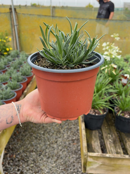 Lavender Angustifolia Alba 2 Litre Pot
