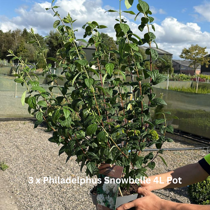 12 x Fragrant Shrub Mix Border Pack