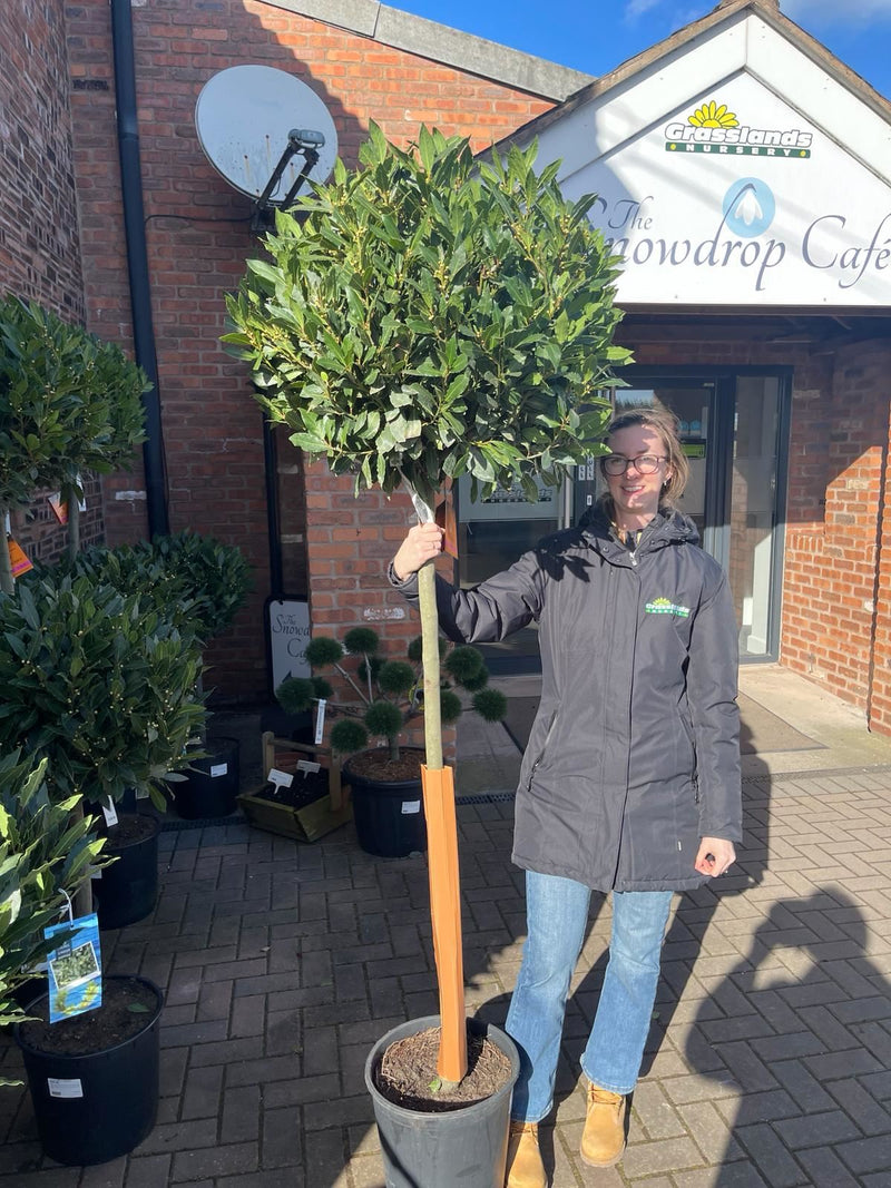 Laurus Nobilis 1/2 Standard 20 Litre Pot 100cm Stem & Head 60/65cm