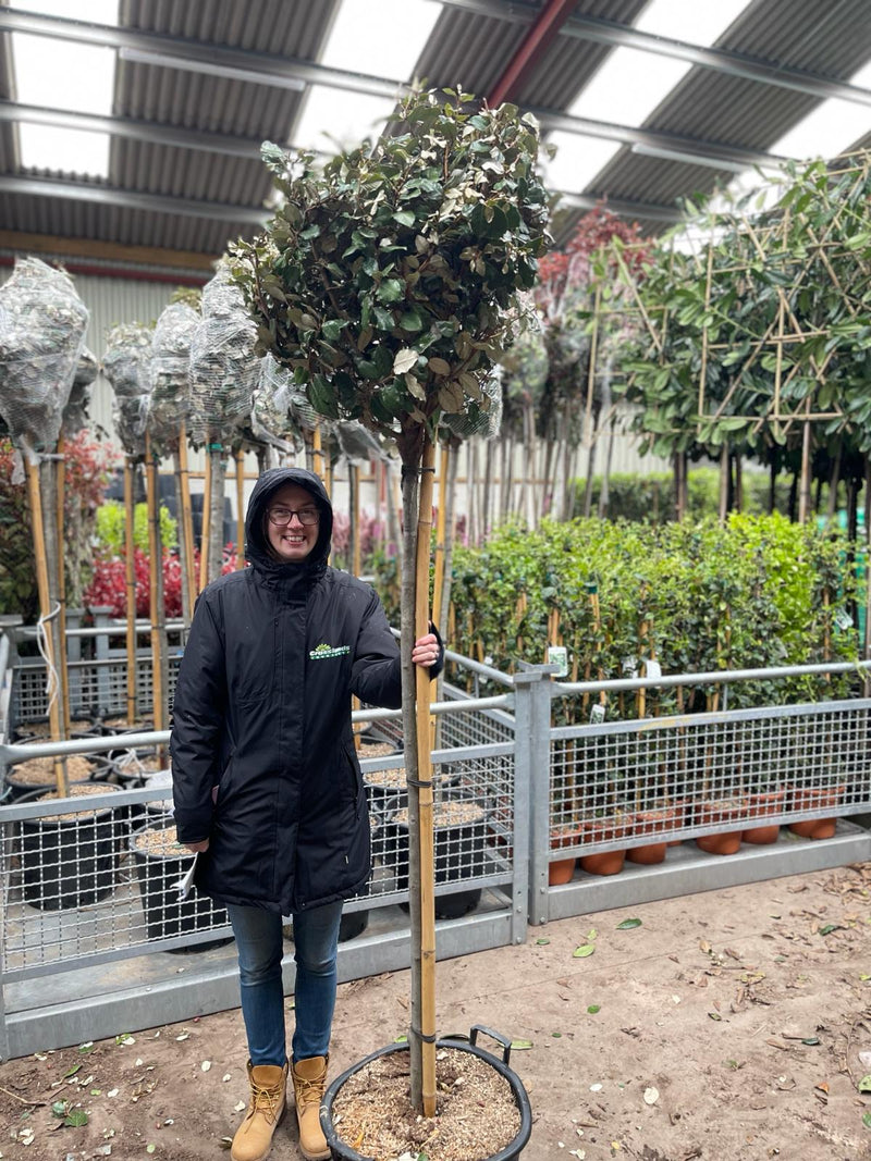 Elaeagnus Compacta 3/4 Standard 35 Litre Pot