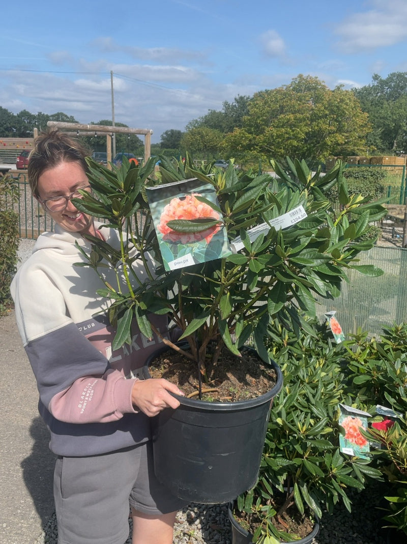 Rhododendron Hybrid Tortoise Orange 20 Litre Pot