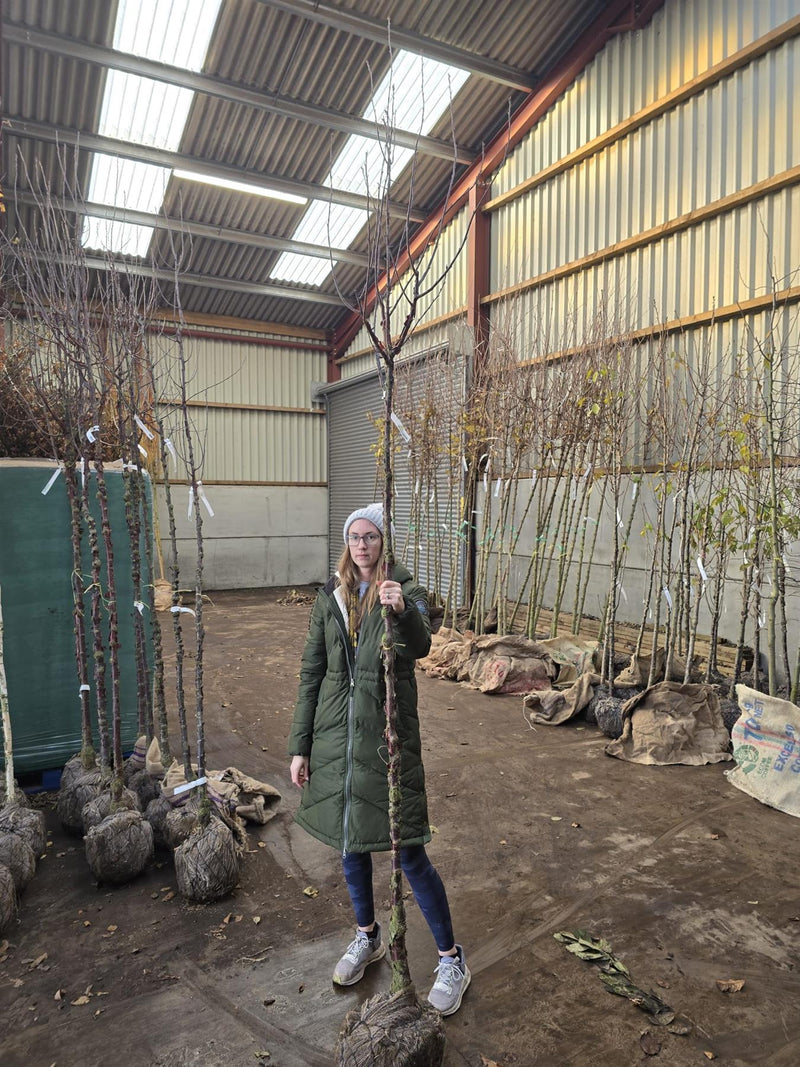 Prunus Serrula Standard 8-10cm Girth Pre Order/Ready For June