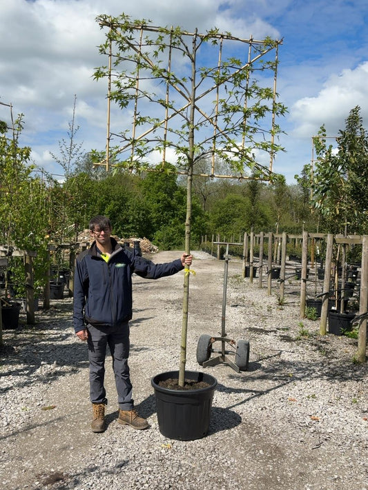 Liquidambar Worplesdon Pleached 12/14cm G 180 Stem Frame 150cm Wide x 120cm Tall