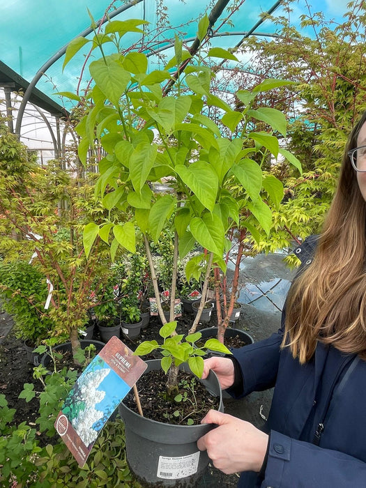Syringa Madame Lemoine 4 Litre Pot 40/60cm