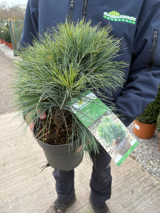 Pinus Strobus Blue Shag 3.5 Litre Pot