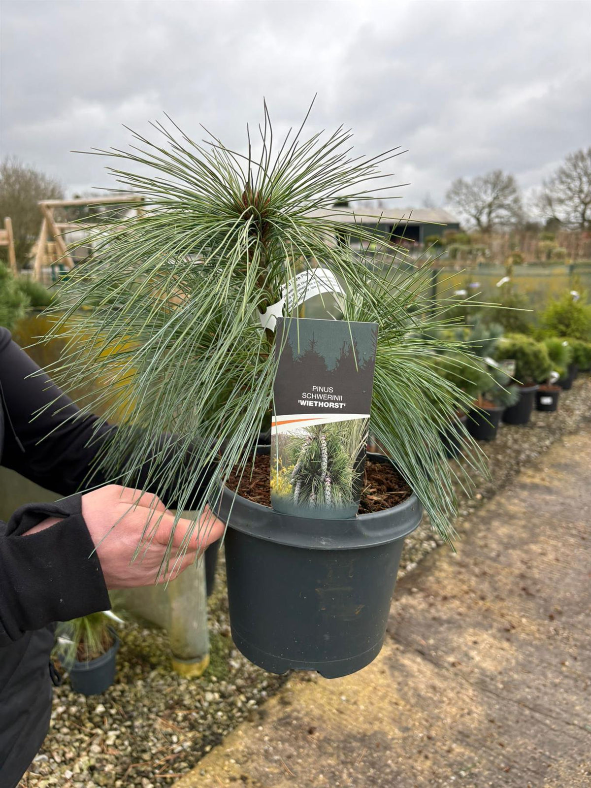 Pinus Sch. Wiethorst 3 Litre Pot
