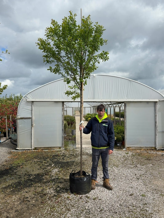 Plum Mirabelle De Nancy 10/12cm Girth Pot Grown
