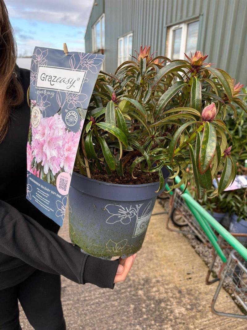 Easydendron (Rhododendron) Grazeasy Pink 5 Litre Pot