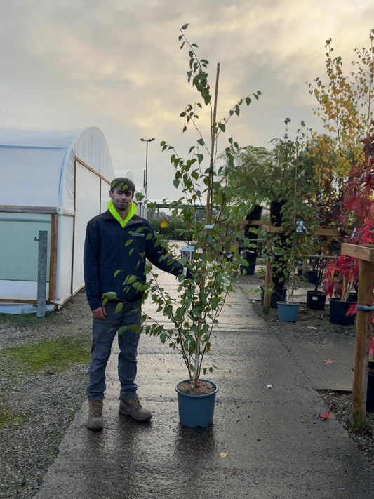 Betula Utilis Jacquemontii 15 Litre Pot