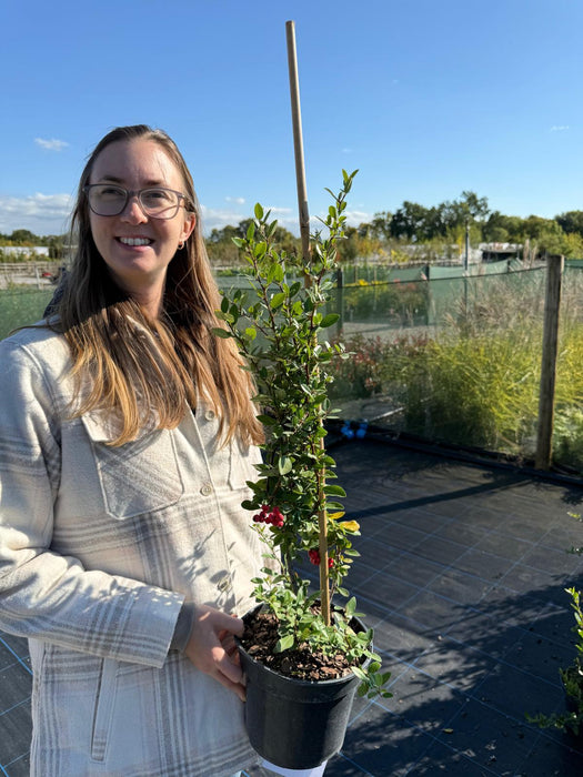 Pyracantha Red Column 3 Litre Pot