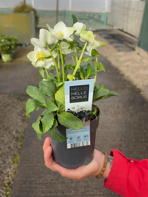 Helleborus Niger Christmas Carol 12cm Pot