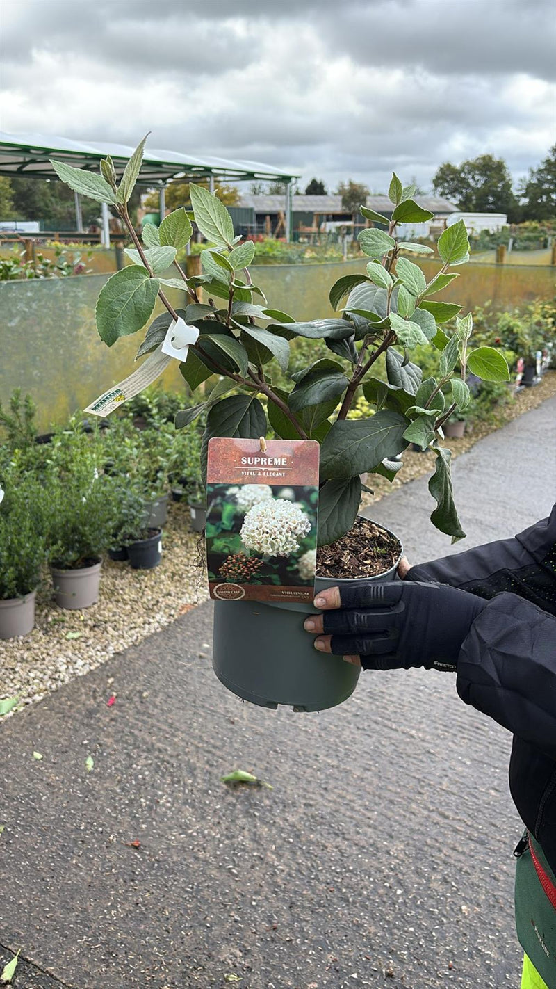 Viburnum Carlcephalum 4 Litre Pot 40/60cm