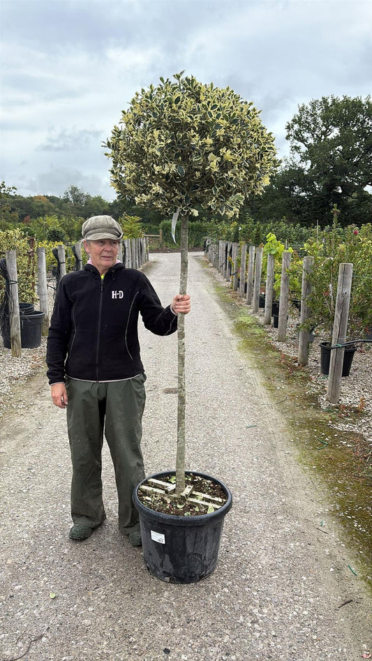 Ilex Aquifolium Argentea Marginata 150 cm - 35 Litre 3/4 Standard