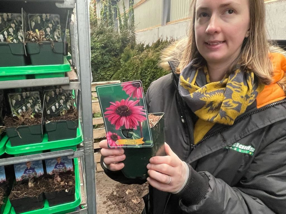 Echinacea Green Twister 11cm Pot