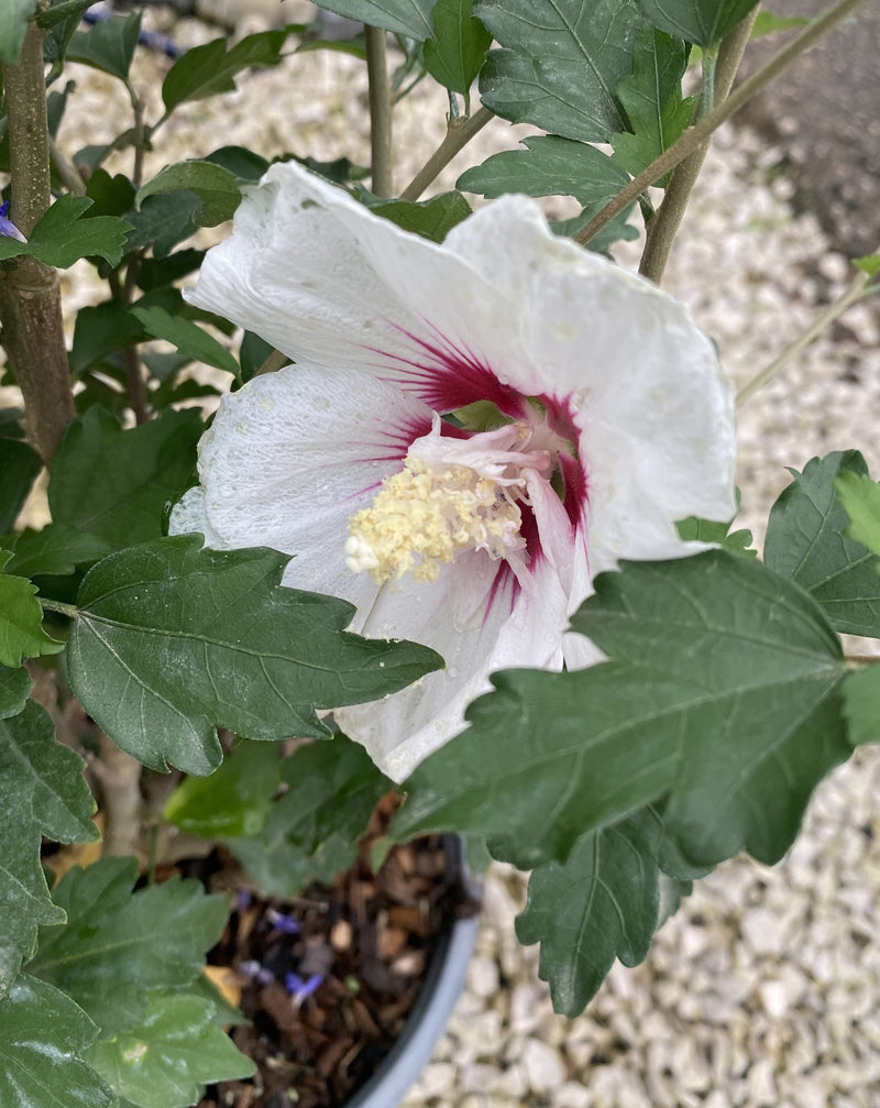 Hibiscus Pinky Spot 4.5 Litre Pot