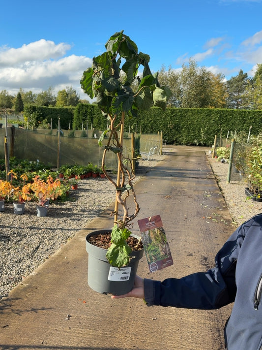 Corylus Contorta 4 Litre Pot 40/60cm Tall